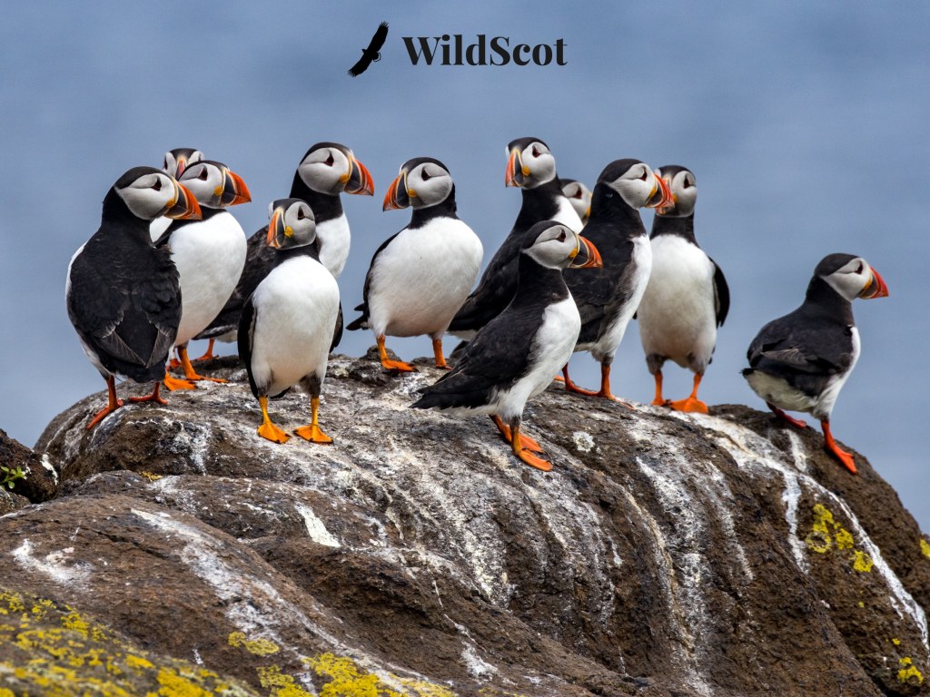 Atlantic puffins on a rock with WildScot logo.  A favourite of Scotland's coastal birds