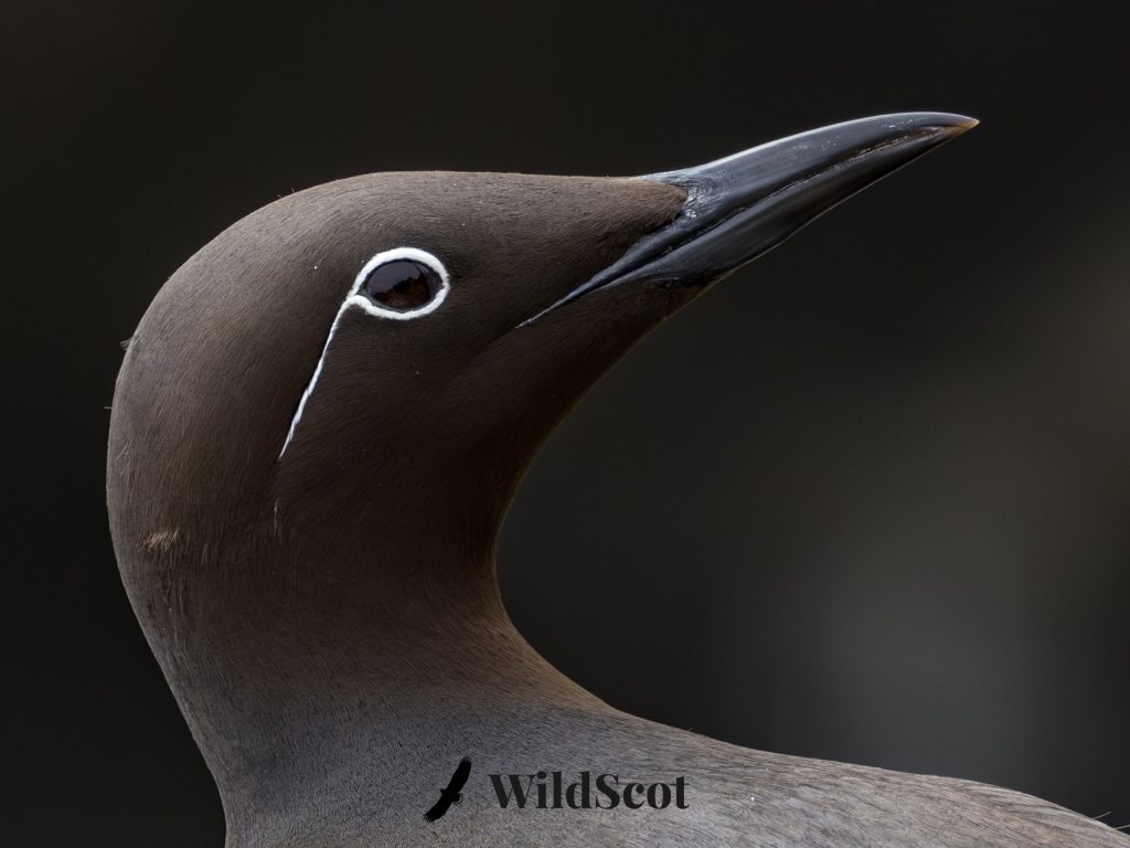 Black guillemot close-up with white eye ring and beak detail.