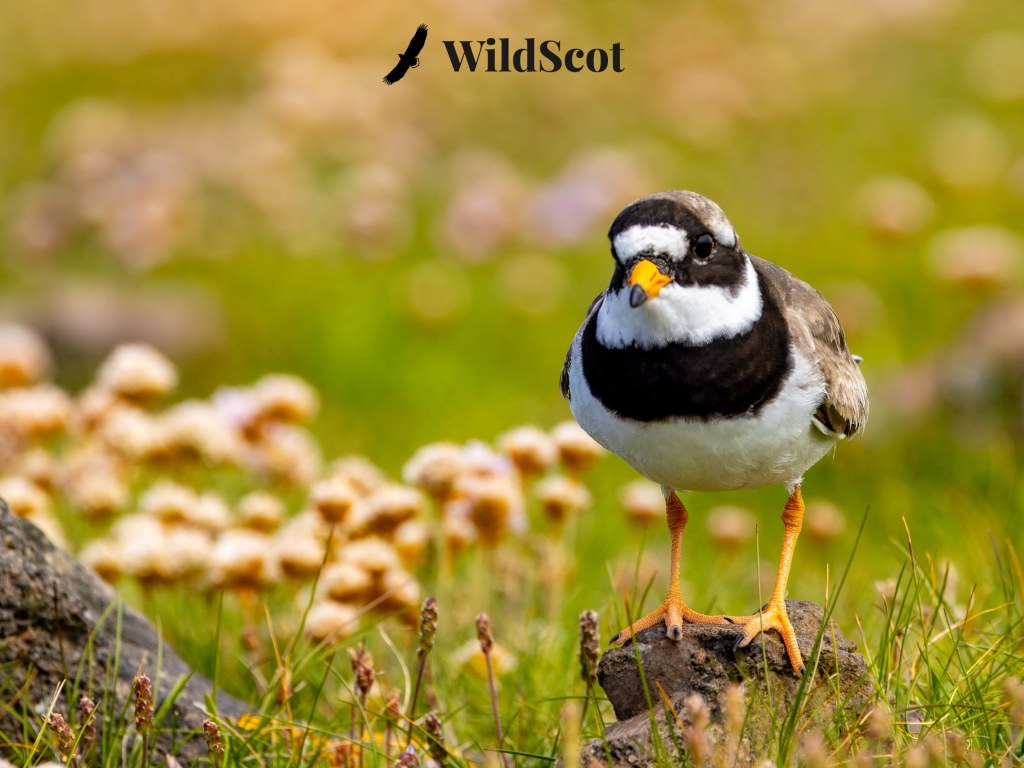 Ringed Plover bird on a rock, with WildScot logo.