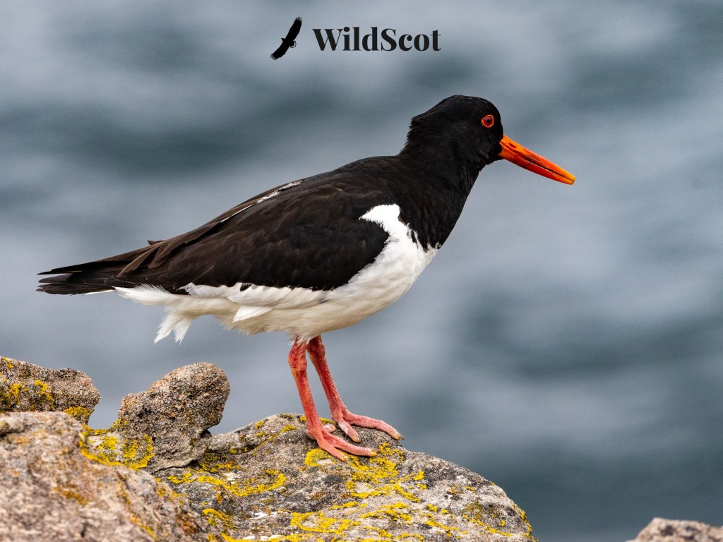 Oystercatcher bird on a rock, WildScot logo above.