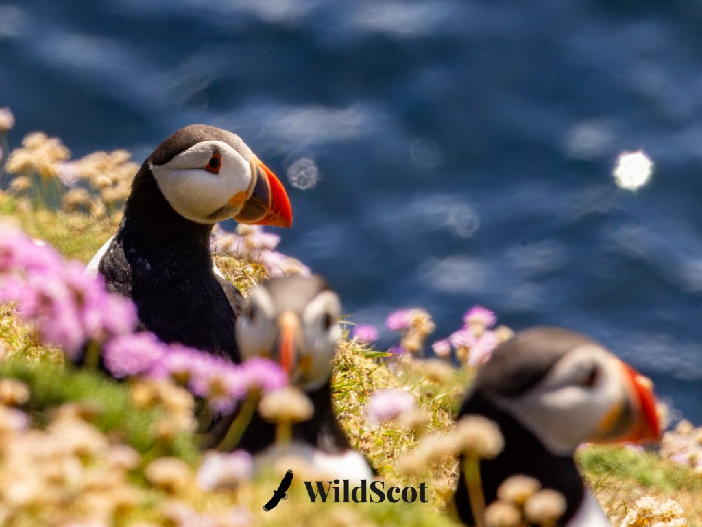 Atlantic puffins among wildflowers on a cliff overlooking the ocean.