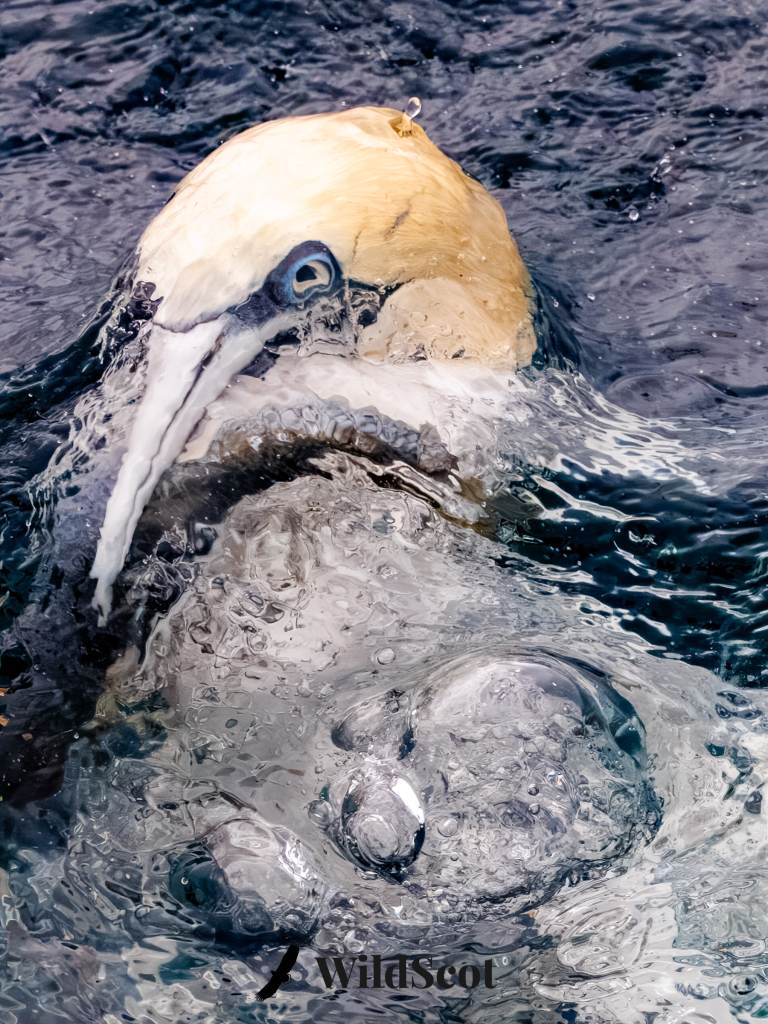 Gannet diving into the water, creating bubbles.