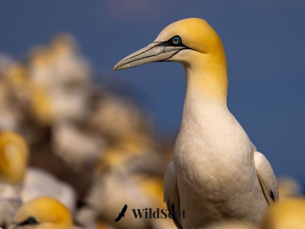 Northern gannet portrait with a colony of gannets blurred in the background.