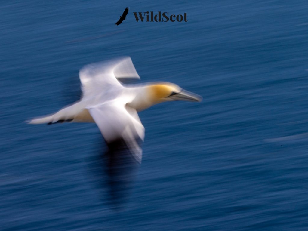 Gannet in flight over the ocean, WildScot logo visible.