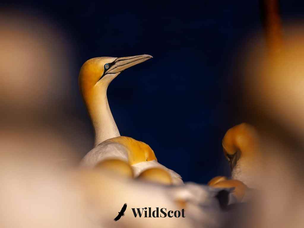 Northern gannet with blue eye among nesting birds. WildScot logo.