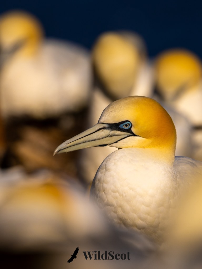 Gannet bird portrait with yellow head and blue eye, surrounded by colony.
