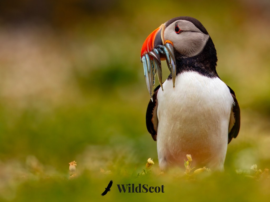 Puffin with beak full of fish. WildScot logo visible.