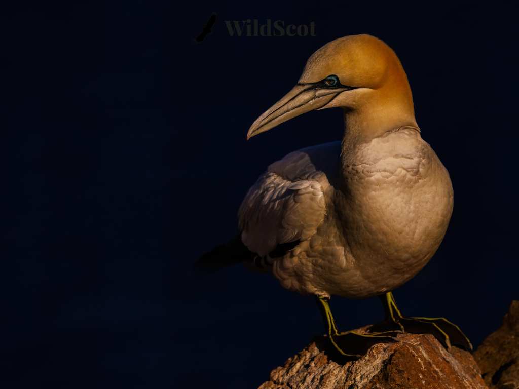 Northern gannet perched on a rock with dark blue background.