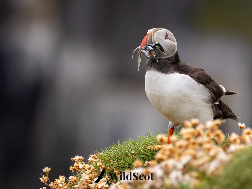Puffin with fish in beak on grassy cliff. WildScot watermark.
