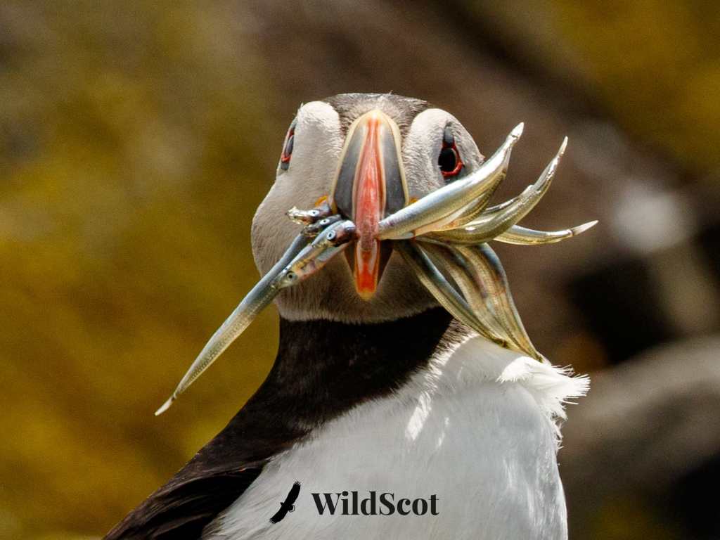 Puffin with beak full of fish, ready to feed its young.