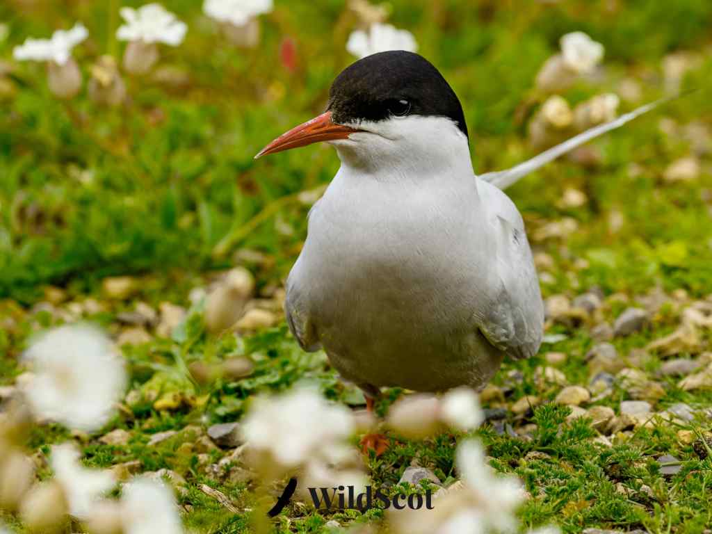 Arctic Tern standing on ground with white flowers.