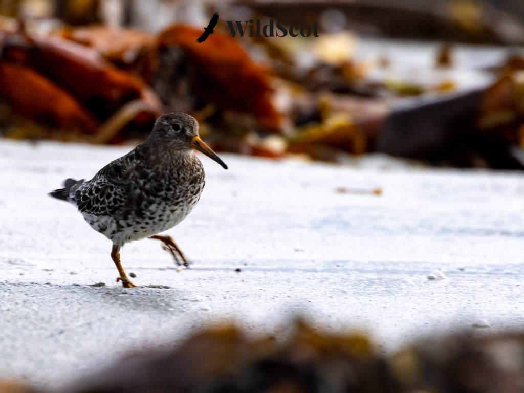 Purple Sandpiper foraging on a beach, with seaweed in the background. WildScot logo visible.