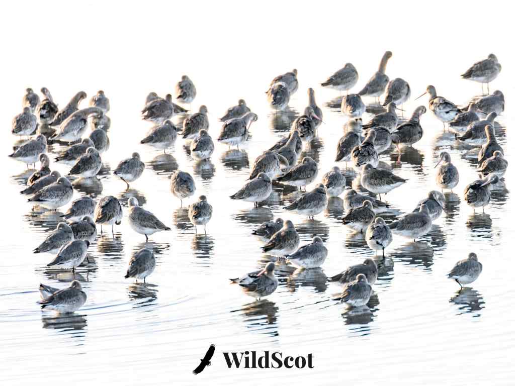 Flock of dunlin wading in shallow water. "WildScot" logo at bottom.