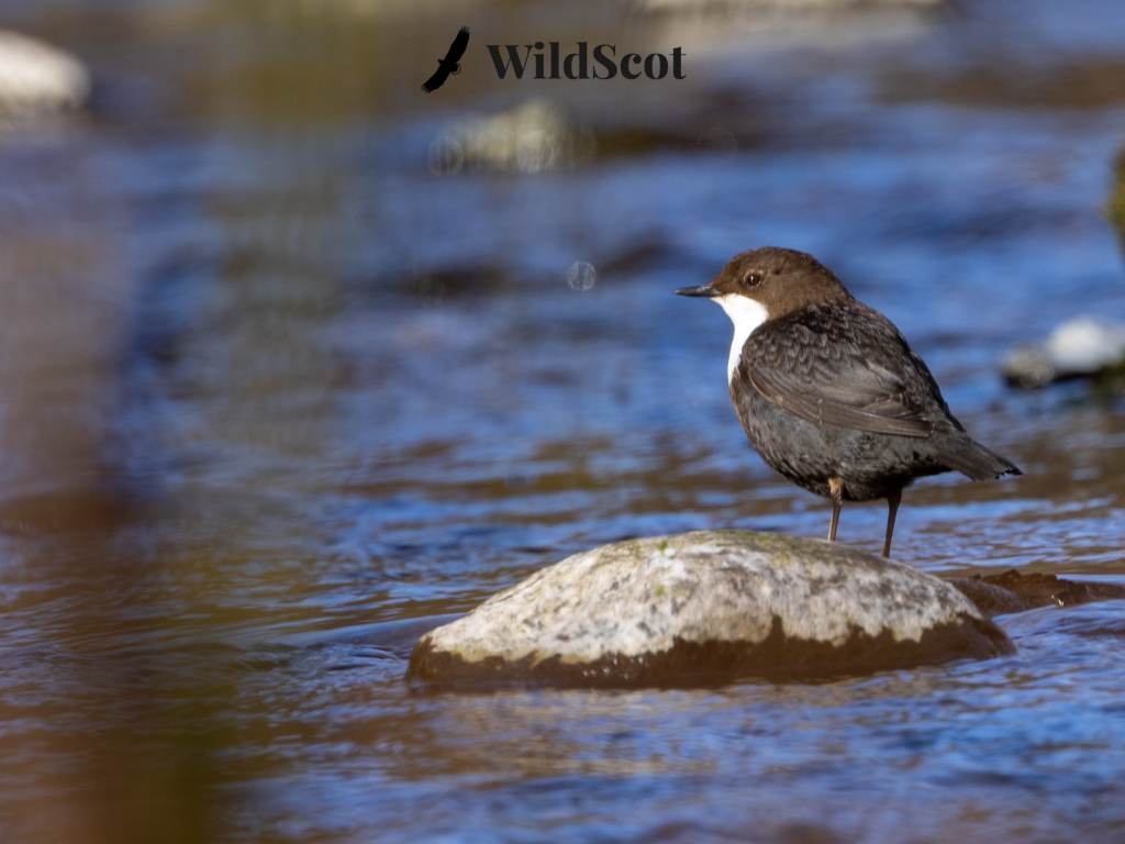 Diver bird perched on a rock in a river, "WildScot" logo visible.