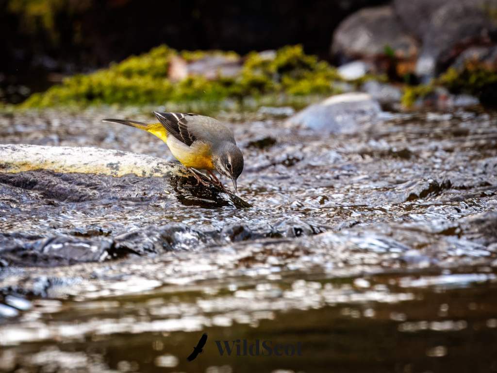 Grey wagtail bird drinking water from a stream, perched on a rock. Natural habitat scene.