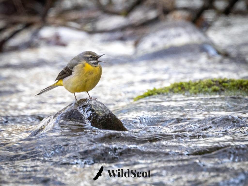 Grey wagtail perched on a rock in a stream, singing.