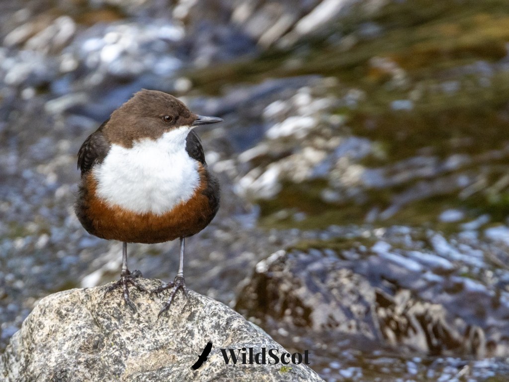 Dipper bird perched on rock in stream. WildScot logo at bottom.
