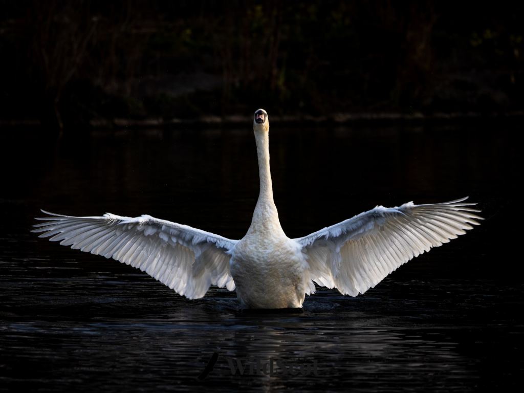 Swan spreading its wings on dark water, facing forward with beak open.
