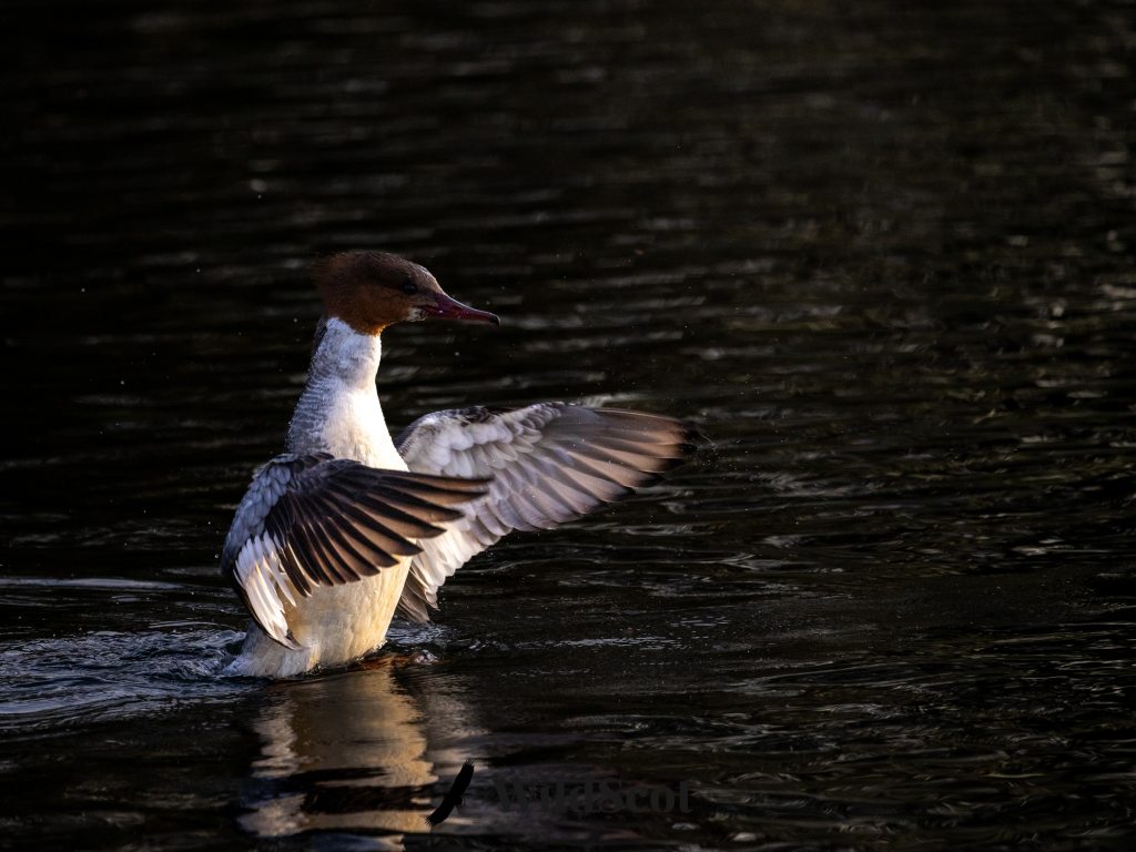 Female Common Merganser duck flapping wings in dark water.