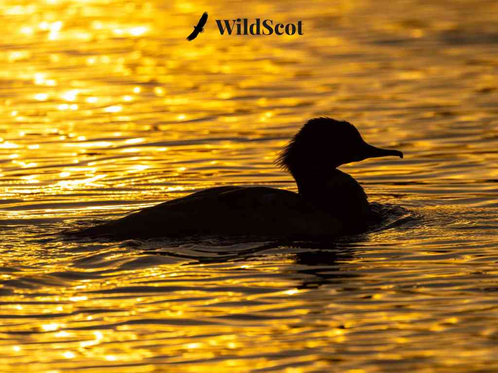 Silhouette of a duck swimming in golden water at sunset. WildScot logo in upper corner.