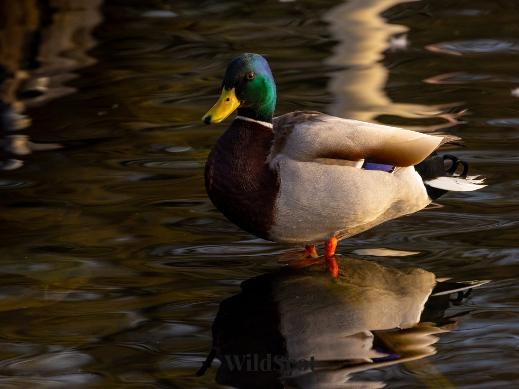 Mallard duck standing in water, reflecting on the surface