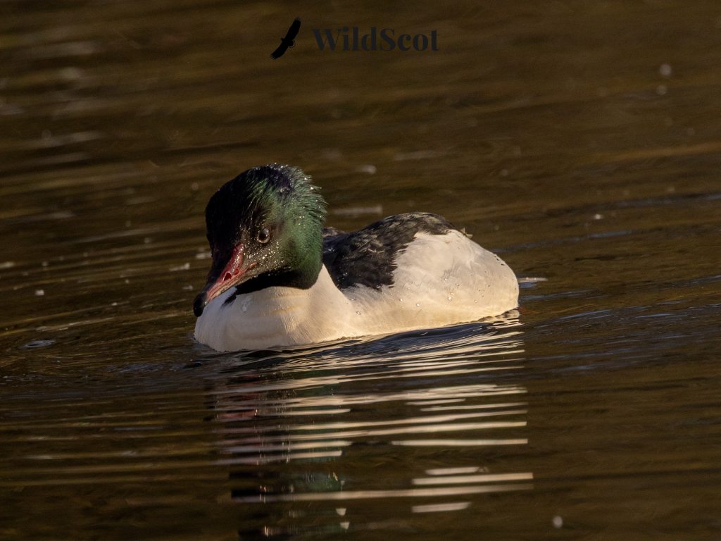 Male Goosander duck swimming in golden water, reflection visible.