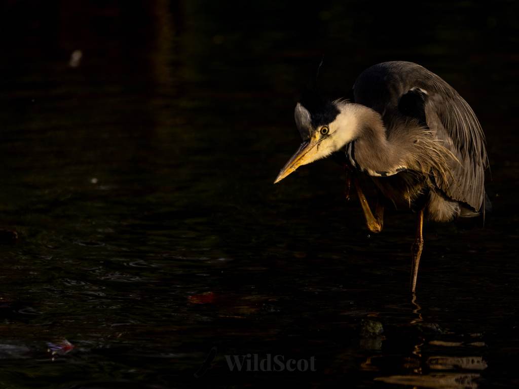 Grey heron standing in water, preening its feathers in golden light.