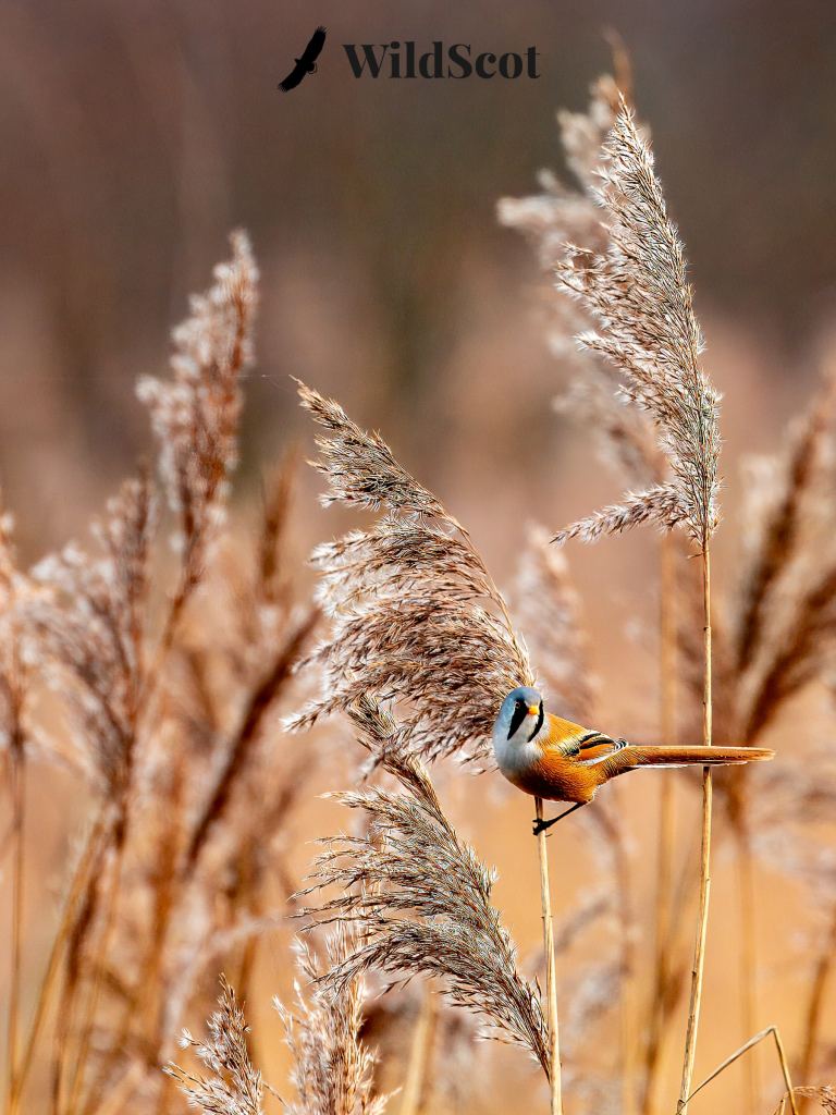 Bearded reedling perched on reeds, WildScot logo visible.