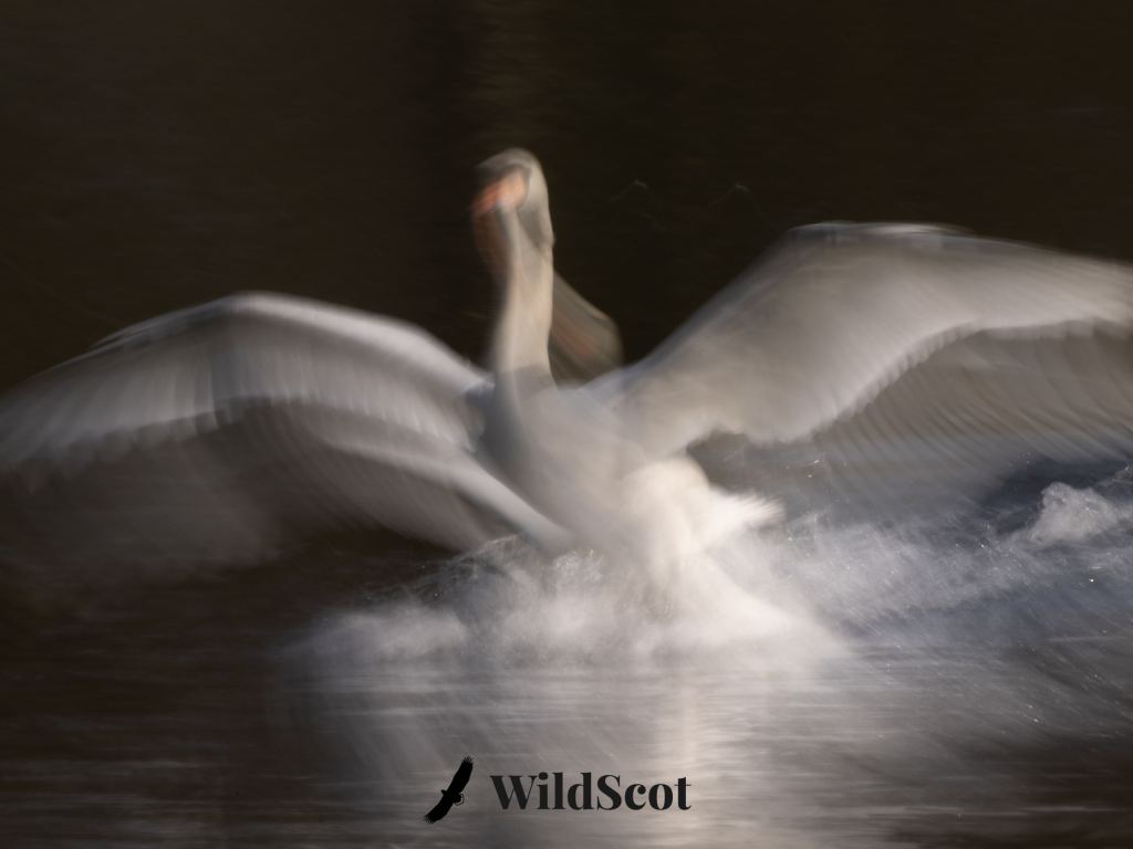 Swan landing on water, wings spread. WildScot logo visible.