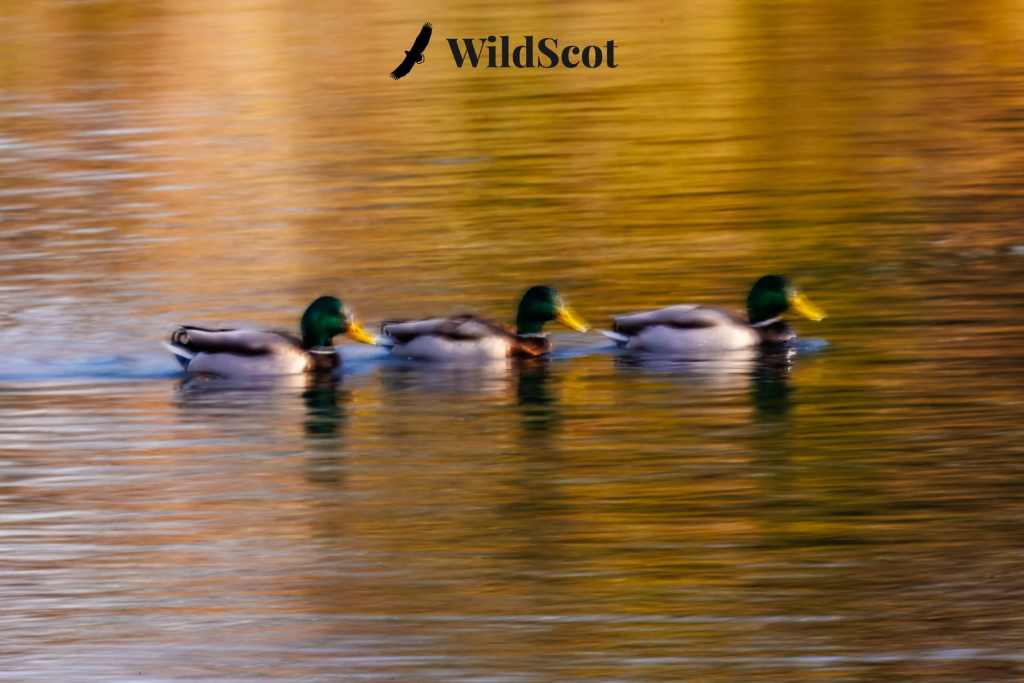 Three mallard ducks swimming in a row on golden water. WildScot logo.