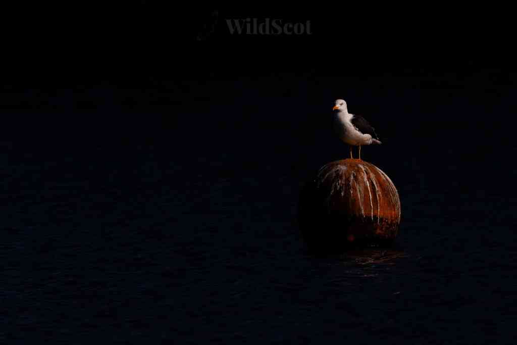 Seagull perched on a weathered buoy in dark water. WildScot logo visible.