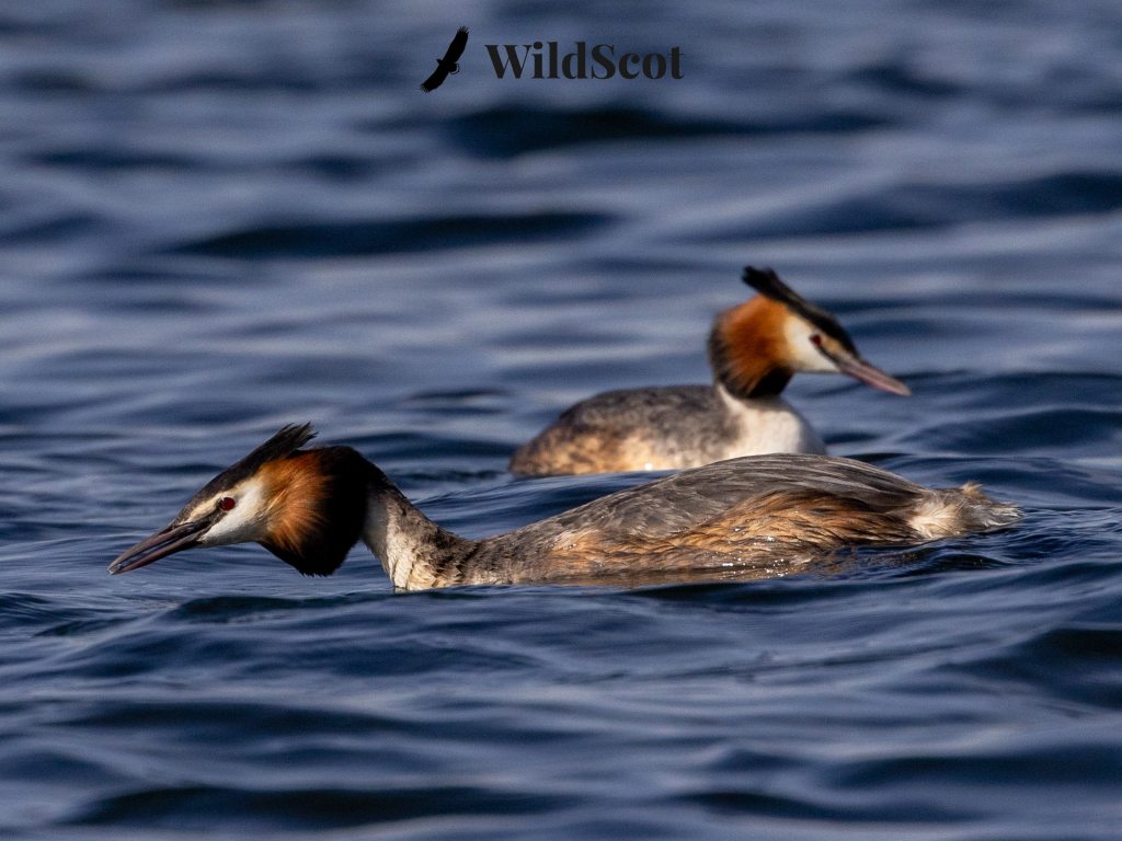 Great Crested Grebes swimming in dark blue water. WildScot logo visible.