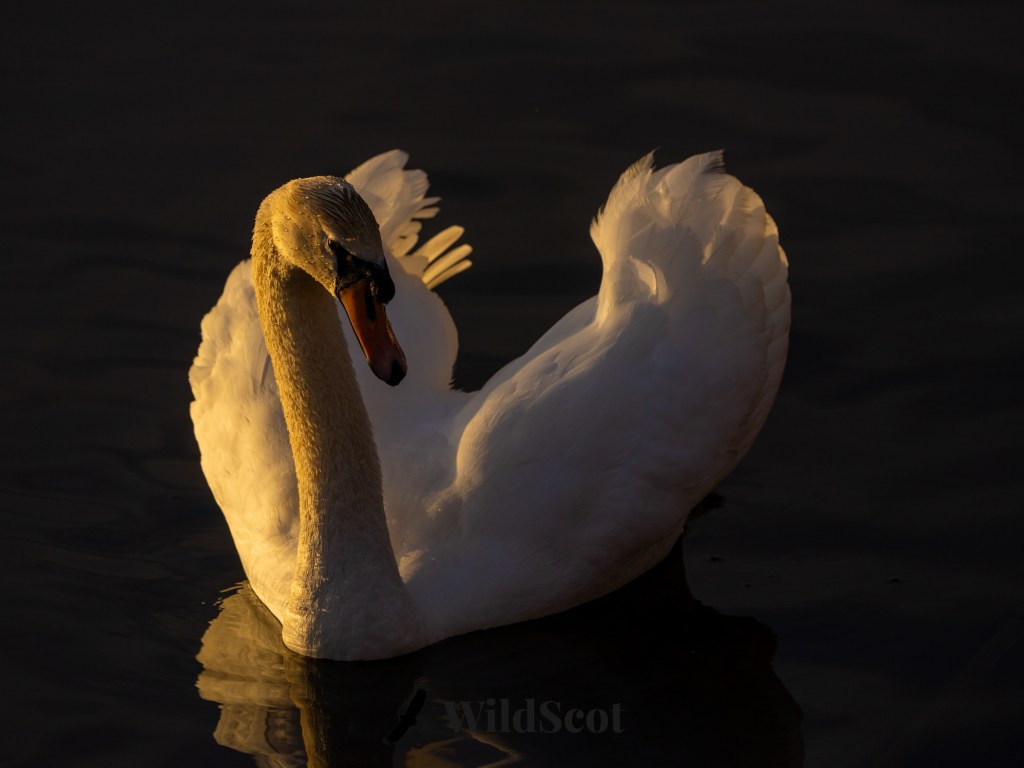 Swan swimming in dark water, illuminated by golden light.
