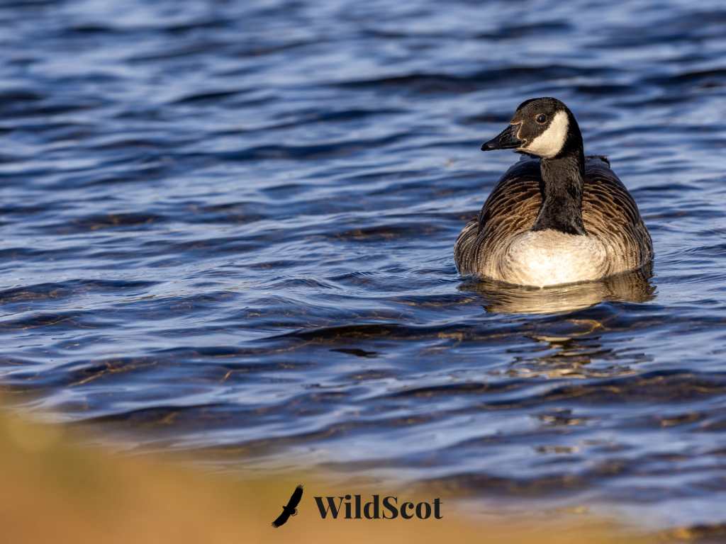 Canada goose swimming in calm water, dark head and neck contrasting with its brown and white body.