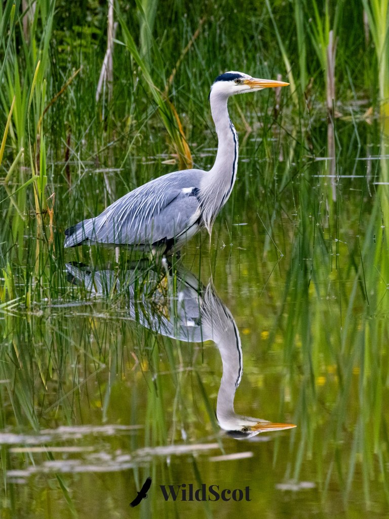 Grey heron reflected in water among reeds, WildScot logo at bottom.