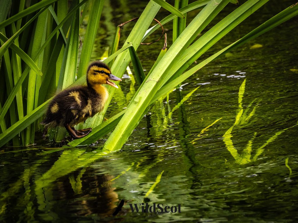 Duckling standing on reeds at water's edge, mouth open