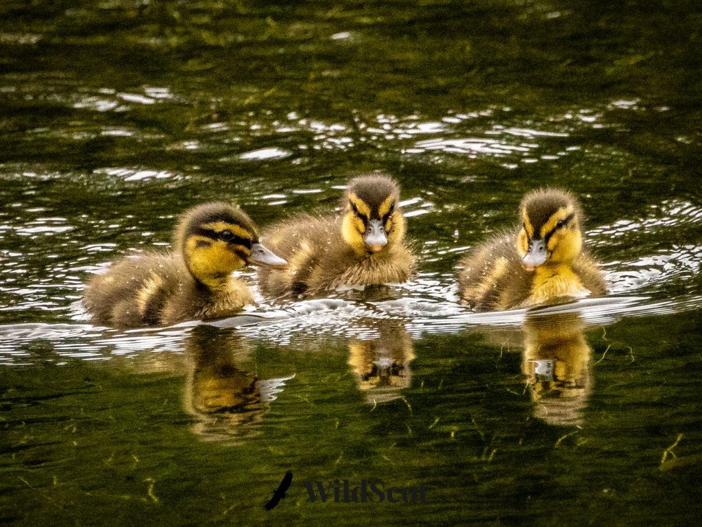 Three fluffy ducklings swimming in a pond, reflecting in the water.