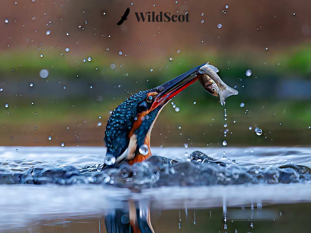 Kingfisher emerges from water with a fish in its beak. Water droplets surround the bird. WildScot logo visible.