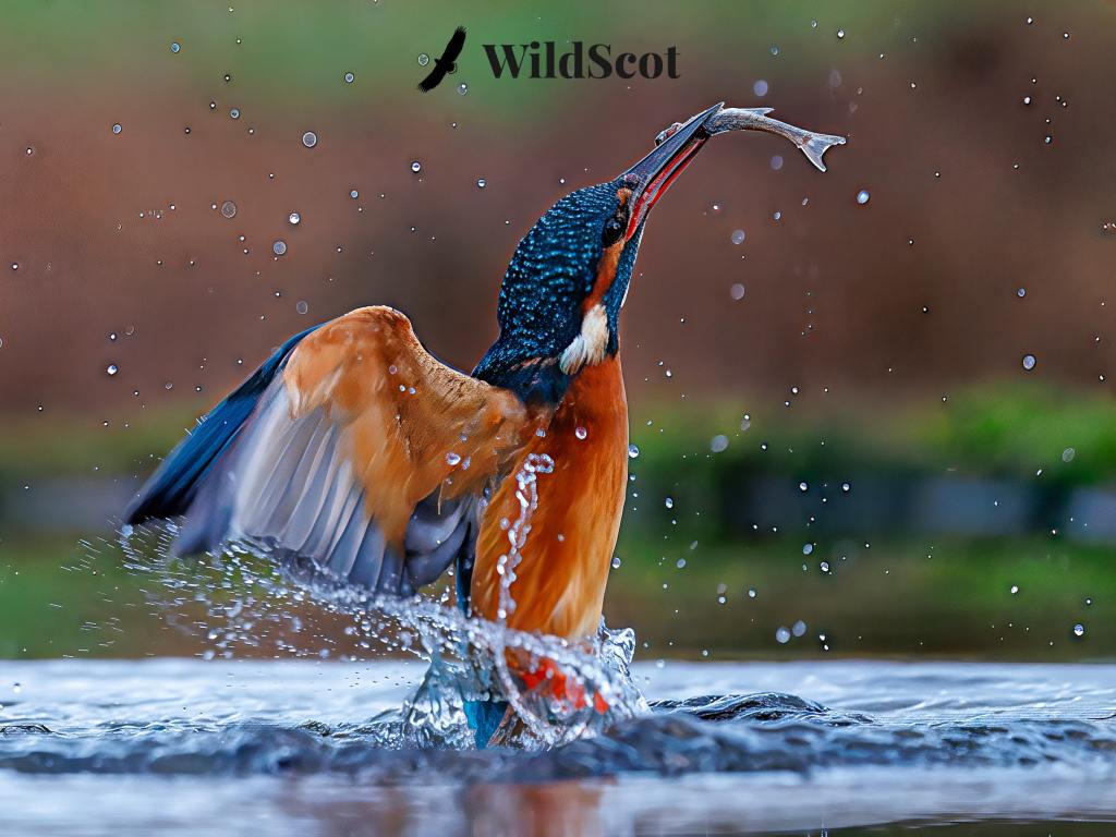 Kingfisher catching fish, wings spread, water splashing. WildScot logo.