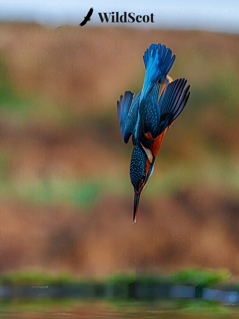 Diving kingfisher with blue and orange plumage. WildScot logo visible.