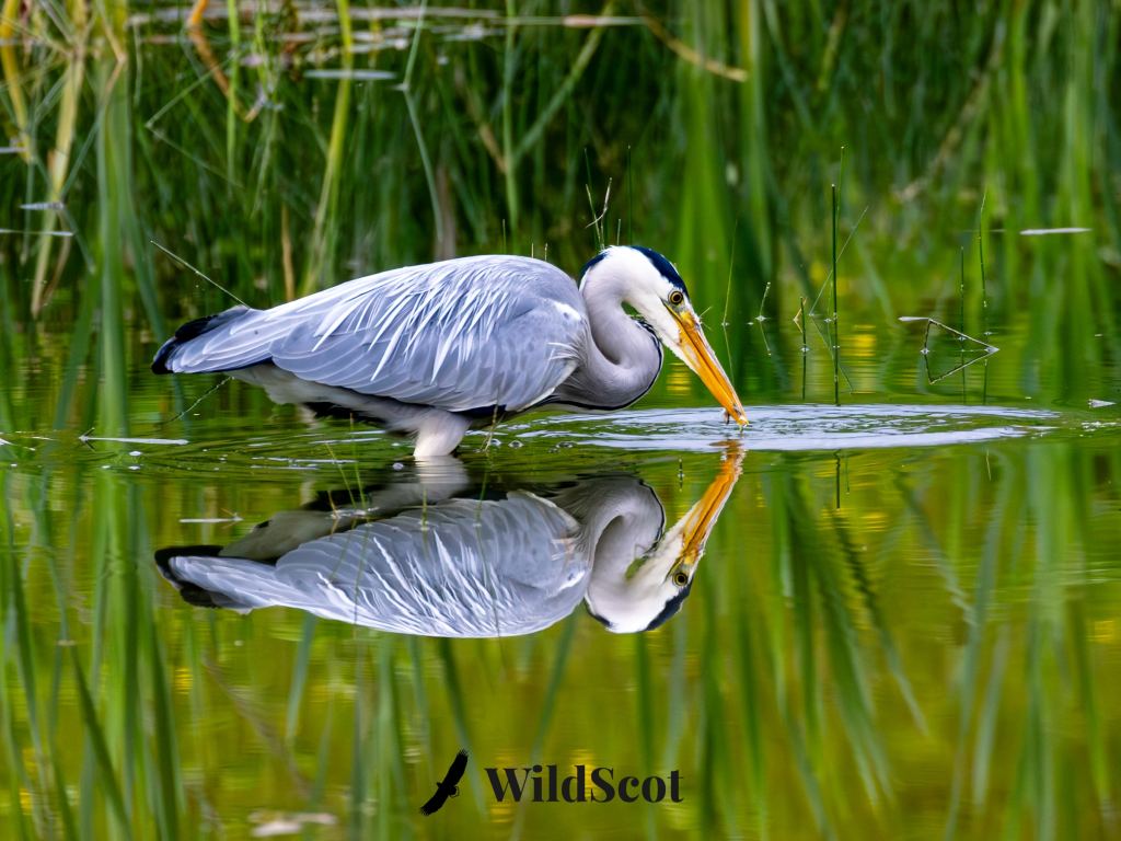 Grey heron reflected in water, poised to catch fish. Green reeds in background.