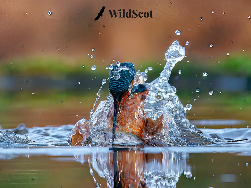 Kingfisher bird diving into water, catching fish. Text: WildScot.