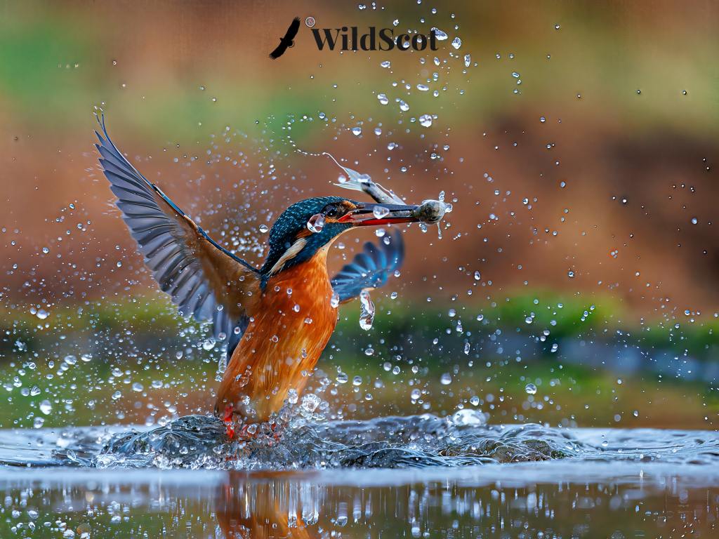 Kingfisher emerges from water with fish in beak, wings spread, creating splash. WildScot logo visible.