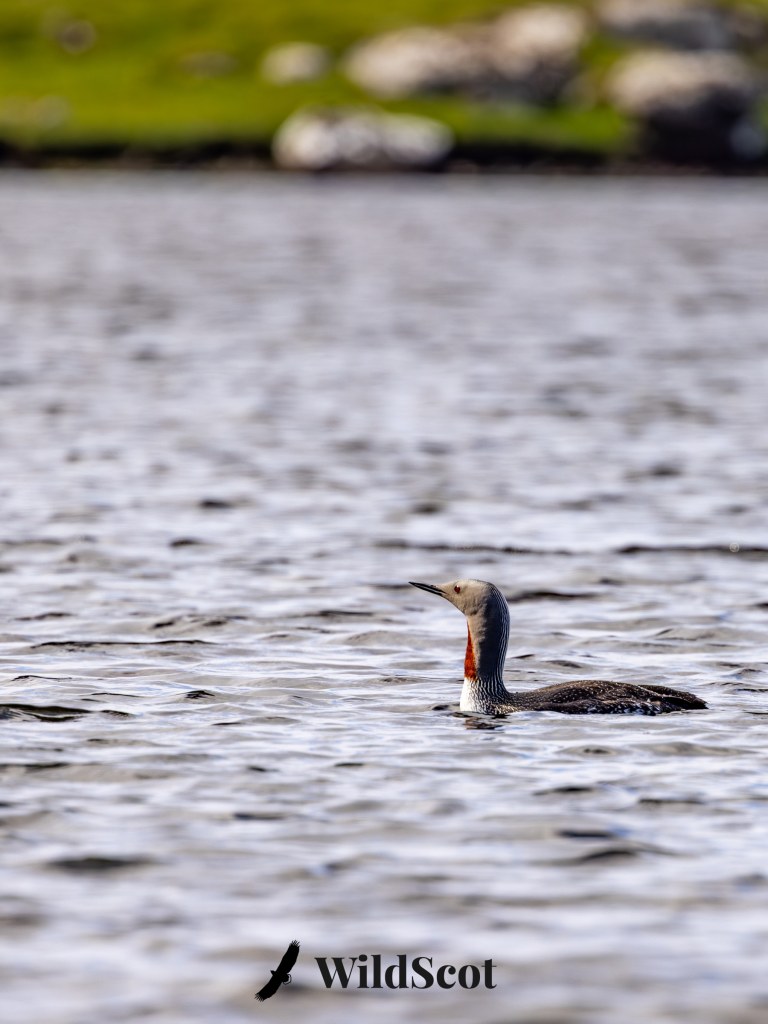 Red-throated diver swimming in calm water. WildScot logo at bottom.
