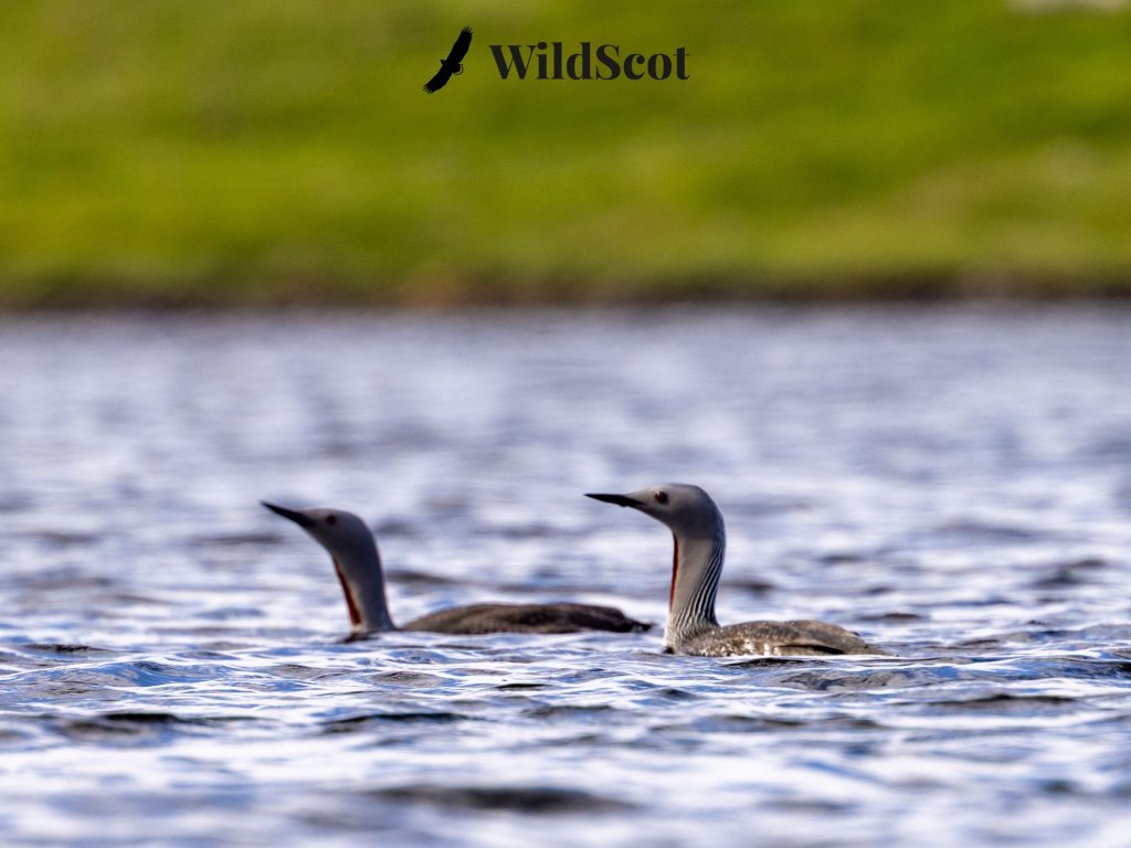 Red-throated divers swimming in blue water. WildScot logo above.