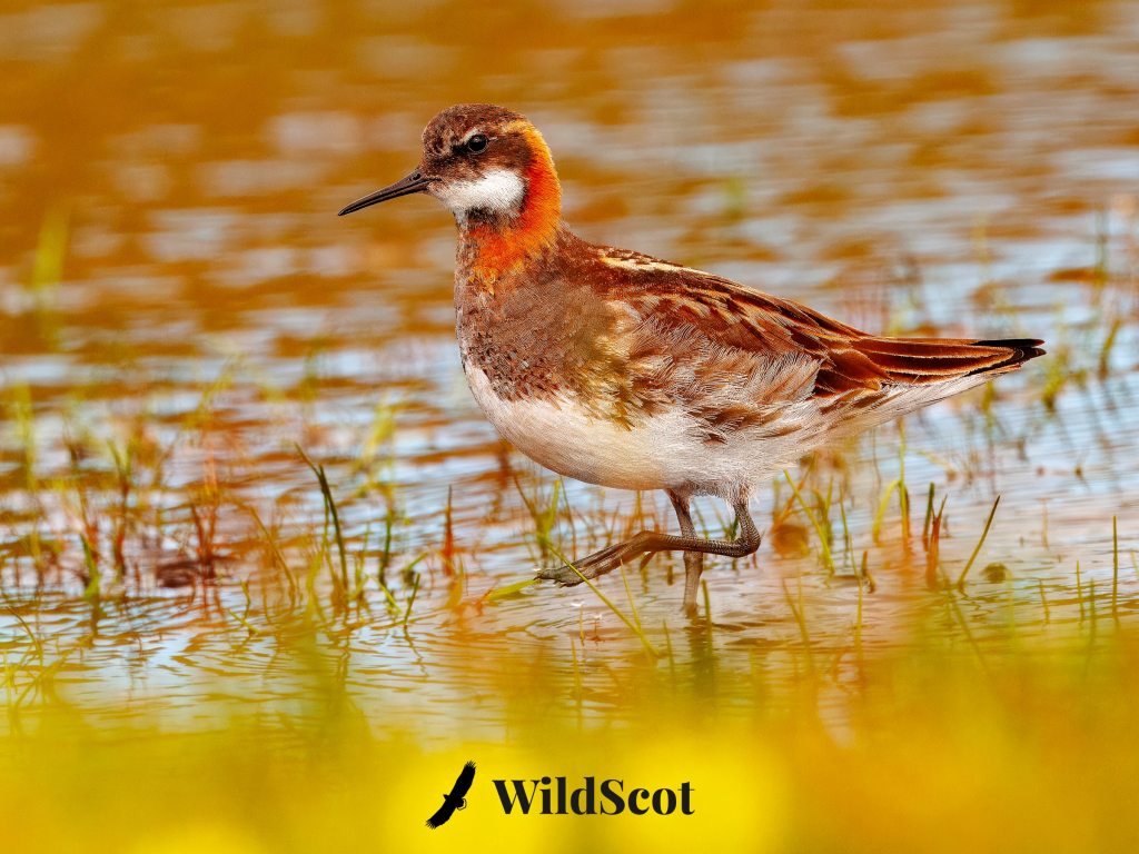 Red-necked phalarope wading in shallow water, with "WildScot" logo in the corner.