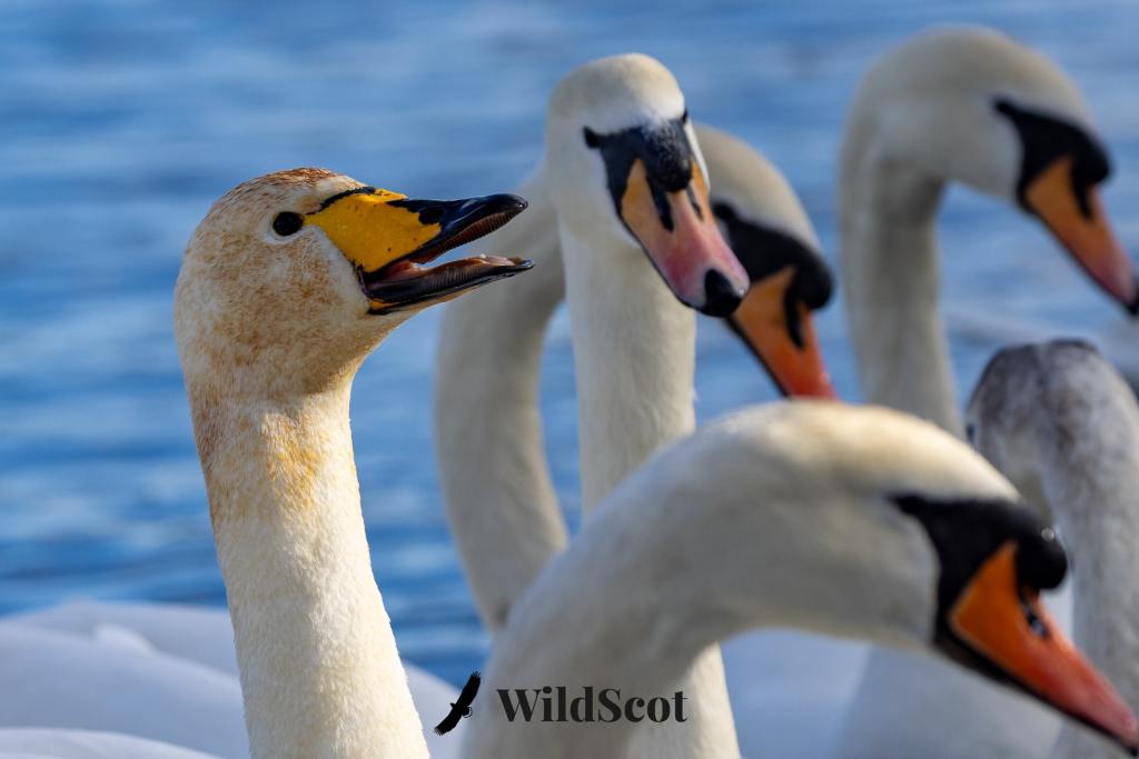 Whooper swan with open beak among a flock of swans.
