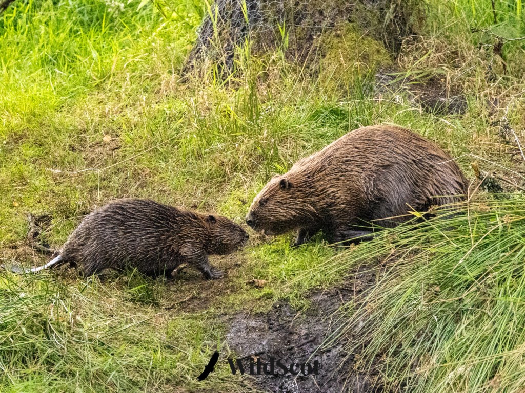 Two beavers, one large and one small, on a grassy bank near a tree, with mud visible.