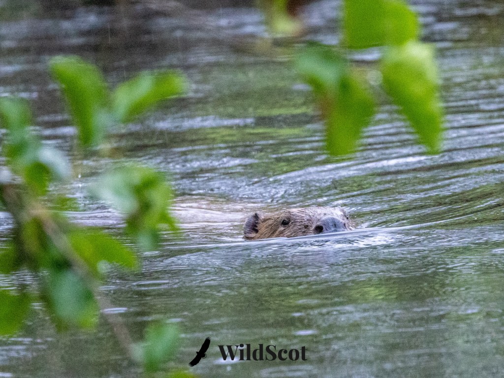 Beaver swimming in water, partially submerged with head and eyes visible; leaves in foreground.