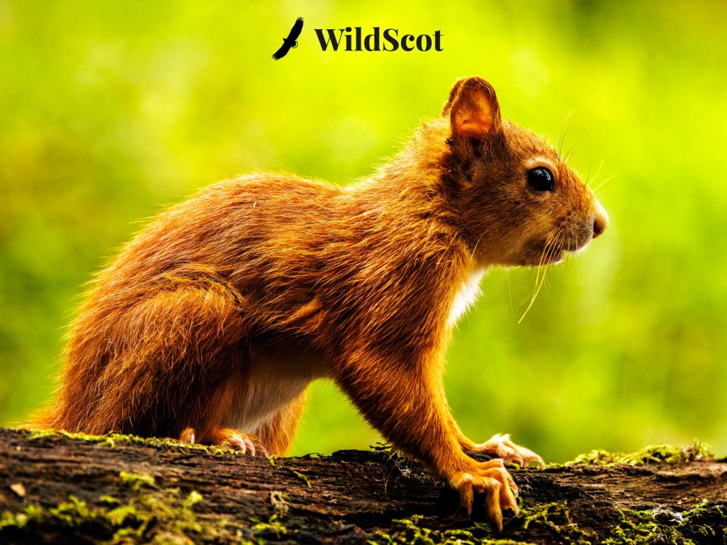 Red squirrel on mossy log, WildScot logo.